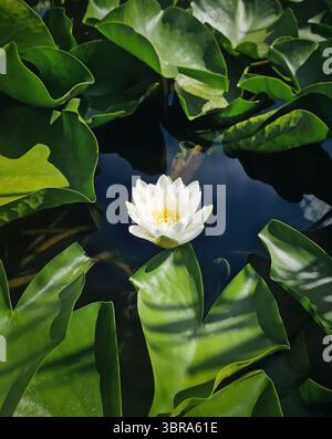 Delicate white water lily floats on dark water, surrounded by large, vibrant green leaf pads. Beautiful natural pond Stock Photo