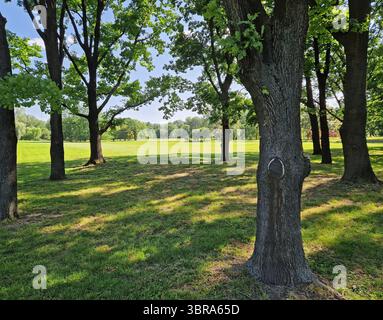 A sunlit park with large trees and a wide open field stretching into the background. Sunlight filters through dense, fluttering leaves, casting shifti Stock Photo