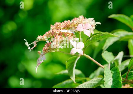 Delicate hydrangea flowers flourish, showcasing vibrant colors and lush greenery. Stock Photo
