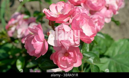 Soft pink roses blossom beautifully under the warm sun in a lush garden setting. Stock Photo