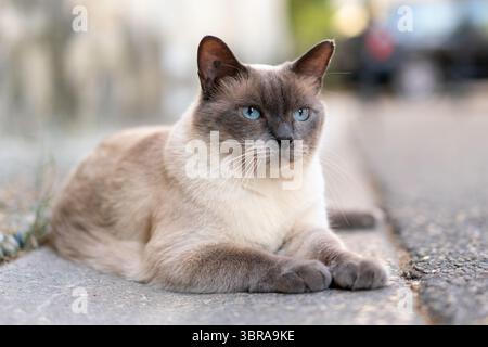 beautiful Siamese cat with striking blue eyes and cream-colored coat with darker points sits calmly on a city sidewalk, Stock Photo