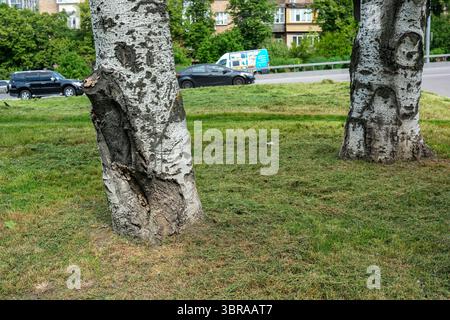 Two textured tree trunks rise beside freshly cut grass along a city road. Stock Photo
