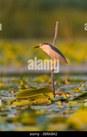 Black-crowned night heron Nycticorax nycticorax, adult standing on stick, Danube Delta, Romania, June Stock Photo