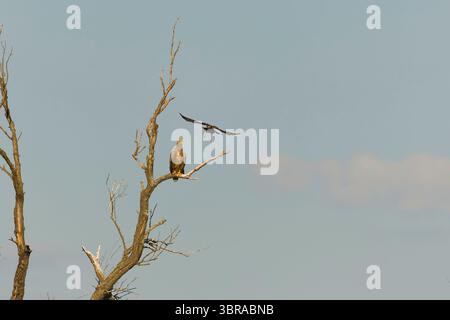 Marsh harrier Circus aeruginosus, adult female flying, mobbing White-tailed eagle Haliaeetus albicilla, adult perched in tree, Danube Delta, Romania, Stock Photo