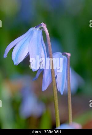 Two blue flowers bend in the sunlight, creating a serene vibe. Stock Photo