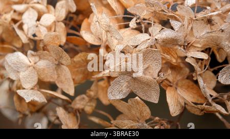 Delicate, dried hydrangea flowers showcase intricate textures in soft hues. Stock Photo