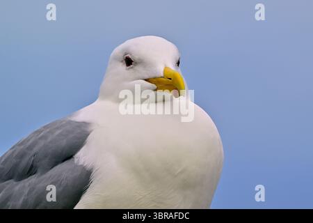 A close up front view image of a wild adult Glaucous-Winged Gull; "Larus hyperboreus", on a blue sky background. Stock Photo