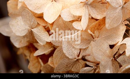 A cluster of dried hydrangea petals glimmers softly in warm sunlight. Stock Photo