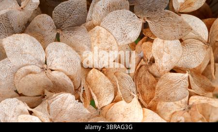 Dried hydrangea petals show nature's beauty in unique patterns. Stock Photo