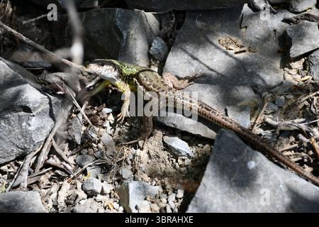 A lizard resting on sun-warmed rocks among dry leaves and twigs in a natural outdoor setting Stock Photo