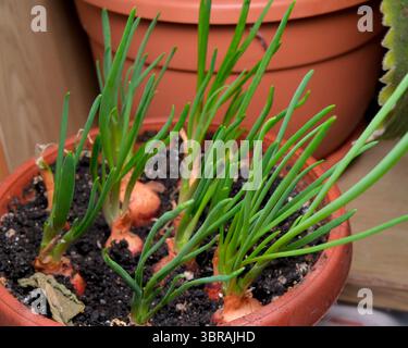 Newly sprouted green onions flourish in a clay pot on a windowsill. Stock Photo