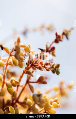 Succulent buds glistening with water droplets on orange stems in garden sunlight, spider web strand Stock Photo