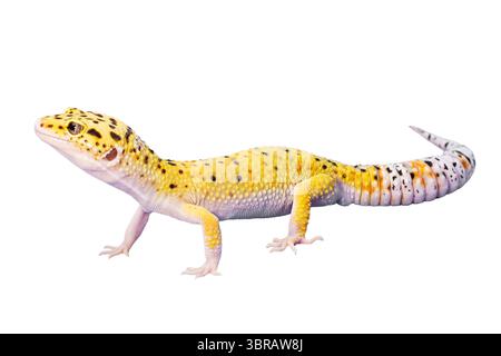 Gecko, animal profile. The animal lizard is isolated. Eublefar on a white background Stock Photo