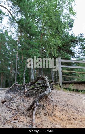 Close-up of tree roots growing out of sandy soil. In the background, a forest and a wooden railing. Stock Photo