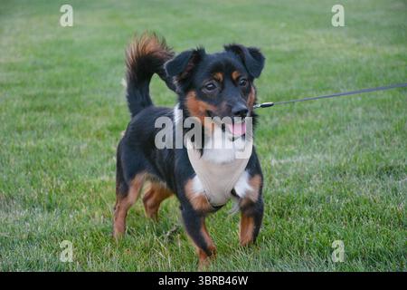 Energetic black and tan mixed-breed dog with a beige harness standing on green grass, looking happy during a walk. Stock Photo