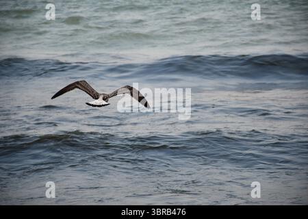 A seagull seen from behind as it flies low over the open sea. Graceful wing motion captured against a soft, wavy ocean backdrop during evening light. Stock Photo