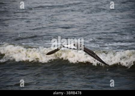 A seagull captured in flight gliding just above the surface of the sea, with white foamy waves in the background. Dynamic coastal wildlife shot. Stock Photo