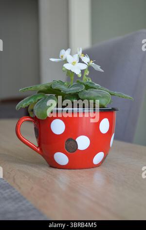 White African violets in flower pot Stock Photo