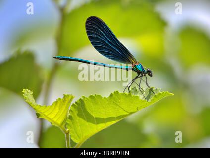 Blue damselfly perched on a leaf in summer Stock Photo