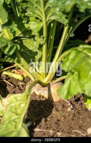 Sugar beets growing in a field, east of Kerken, Lower Rhine, North Rhine-Westphalia, Germany Stock Photo