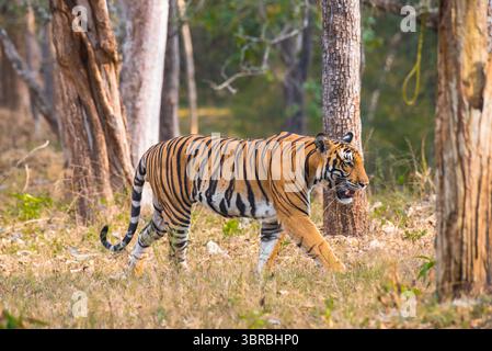 Royal Bengal Tiger Walking in Forest Stock Photo