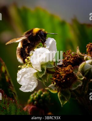 Bee feeding on Raspberry Blossom, Stakeford, Northumberland June 2025. Stock Photo