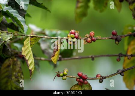 Ripe Red coffee bean berry plant fresh seed coffee tree growth in green eco organic farm. Close up red ripe seed robusta arabica berries harvest for Stock Photo