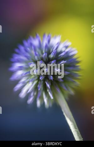 Druesenblaettrige Kugeldistel (Echinops sphaerocephalus), Bluetenstand, Nahaufnahme, Makro, Baden-Wuerttemberg, Deutschland Stock Photo