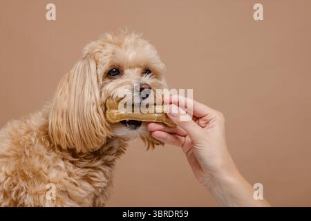 Owner giving healthy chew to adorable dog for pet care, nutrition, and dental health in a loving home environment Stock Photo