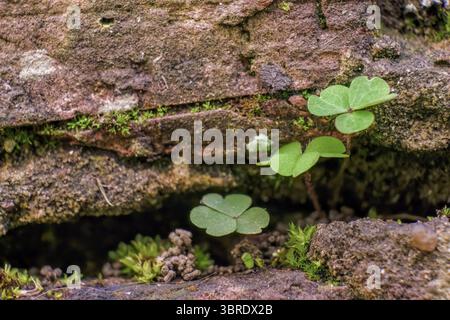 Three clovers growing from a crack in the sidewalk of a farm, in the eastern Andean mountains of central Colombia near the town of Villa de Leyva. Stock Photo