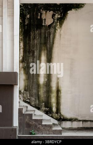 An old concrete wall with severe green and black moss stains next to outdoor stairs. A small plant at the base symbolizes resilience and new life. Stock Photo