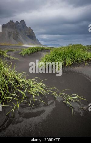 Black sand dunes and Rye grass at Stokksnes with Vestrahorn mountain in the background, Iceland Stock Photo
