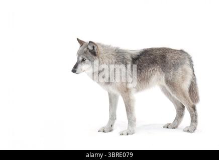 A lone Black wolf isolated on white background walking in the winter snow in Canada Stock Photo