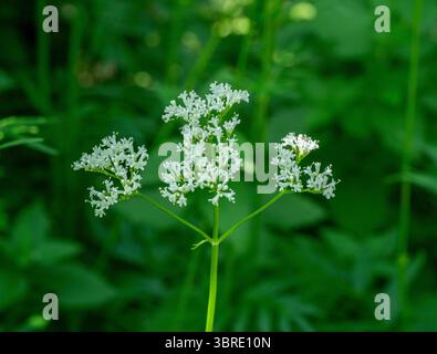 Common Valerian (valeriana officinalis), close up showing the individual flowers of the flower head. Stock Photo