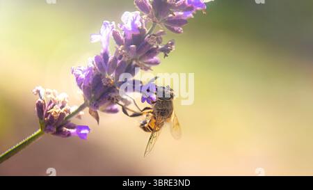 Bee on lavender flower in sunlight and natural bokeh background Stock Photo