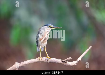 Striated heron perched on a tree branch, Pantanal, Brazil. Stock Photo