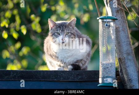Close-up of a tabby cat sitting near a bird feeder and waiting for birds on a garden shed roof, UK. Stock Photo