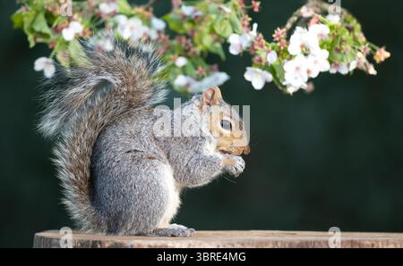 Grey squirrel eating nut on a tree stump with a blossoming cherry tree branch in the background, UK. Stock Photo