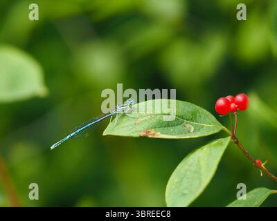 Common blue damselfly perched on a leaf with red berries Stock Photo