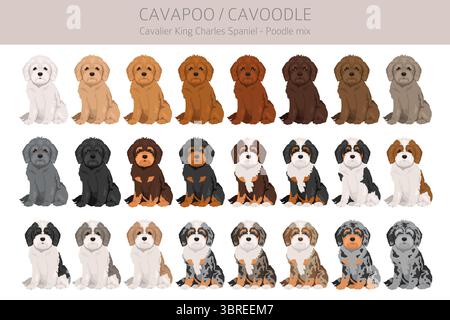 Cavapoo, Cavoodle clipart. Cavalier King Charles Spaniel Poodle mix