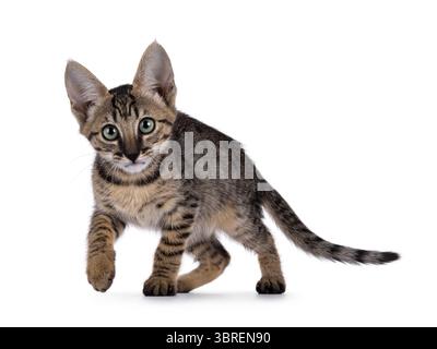 Gorgeous black tabby spotted cat kitten, walking towards lens. Looking towards camera with mesmerising green eyes. Isolated on a white background. Stock Photo