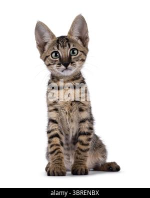 Gorgeous black tabby spotted cat kitten, sitting up facing front. Looking towards camera with mesmerising green eyes. Isolated on a white background. Stock Photo