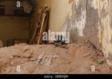 View of a watchful black and white dog resting atop a mound of sun-baked earth against a weathered wall, a scene of simple contrast, Bikaner, Rajasthan, India. Stock Photo