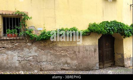 old thick house wall in yellow with a growing vine Stock Photo