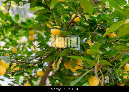 Ripe lemons hang from the branches of a lemon tree in a vibrant garden bathed in sunlight. The greenery surrounds the bright yellow fruit, showcasing Stock Photo