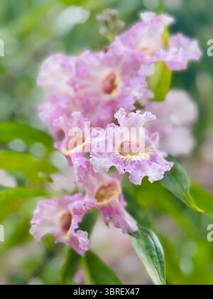 Soft-focus image of light pink crepe myrtle flowers with delicate petals and green stems, captured in natural outdoor light. Stock Photo