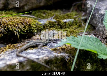 Small viviparous lizard, zootoca vivipara, enjoying sunlight on a mossy rock in its natural habitat Stock Photo
