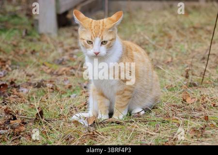 Grumpy orange and white tabby kitten scowling at the camera. Stock Photo
