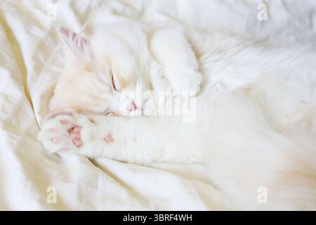 Fluffy, cream, doll face Persian kitten sleeping on a white blanket. Pink paws and nose. Cute. Stock Photo