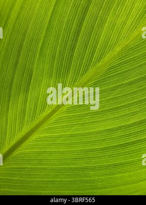 Abstract background of patterns and textures of a banana tree leaf Stock Photo